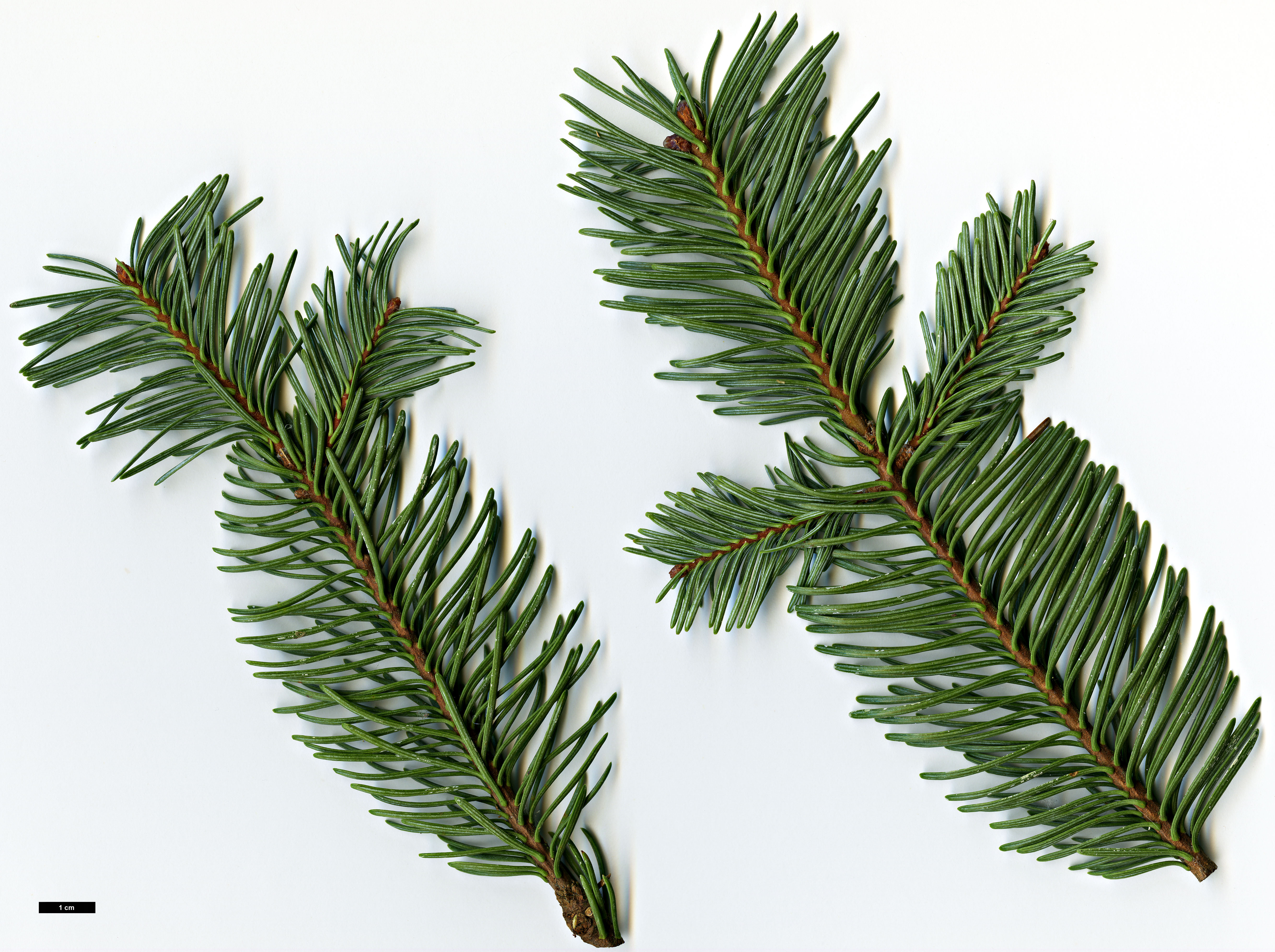 High resolution image: Family: Pinaceae - Genus: Abies - Taxon: magnifica - SpeciesSub: var. shastensis